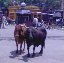 2 bull standing  Picture